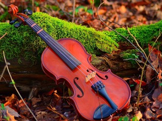 Пазл «Лесная скрипка»