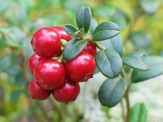 Zagadka «Wild berry»