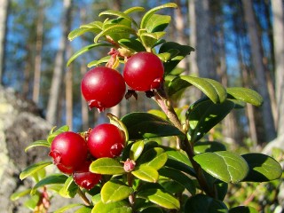 Slagalica «Wild berry»