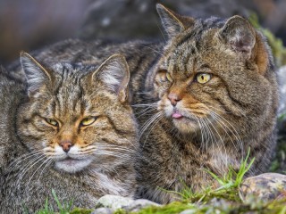 Jigsaw Puzzle «Forest cats»