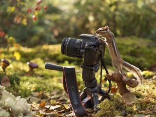Quebra-cabeça «forest photographer»