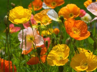 Puzzle «summer poppies»