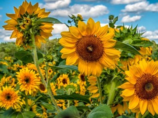 Пазл «summer sunflowers»