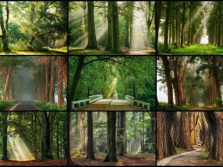 Jigsaw Puzzle «Summer in the forest»