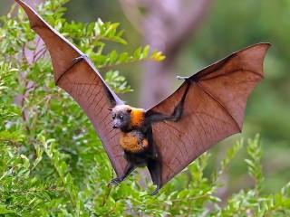 Puzzle «Flying Fox»