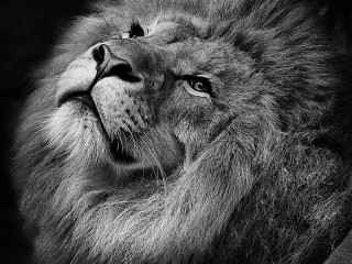 Пазл «Лев»