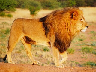 Slagalica «a lion»