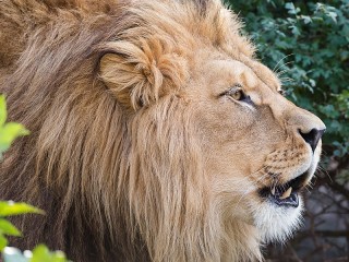 Bulmaca «a lion»