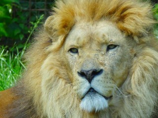 パズル «a lion»