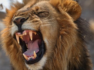 Пазл «a lion»