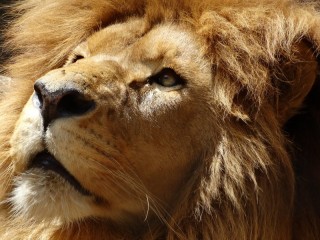 Rätsel «a lion»