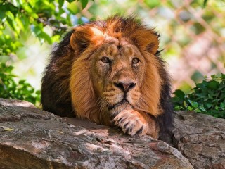 Пазл «a lion»