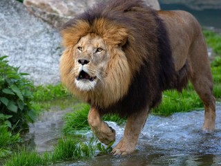 Quebra-cabeça «a lion»