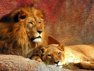 Пазл «Лев и львица»