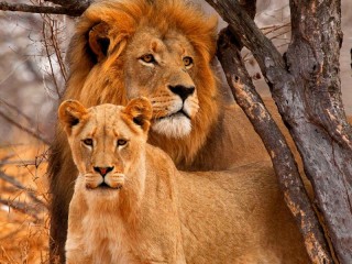 Rompecabezas «Lion and lioness»