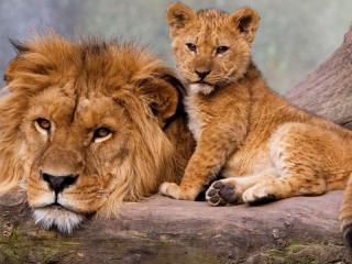 Quebra-cabeça «Lion and lion cub»