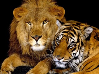 Пазл «Лев и тигр»