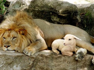 Jigsaw Puzzle «The lion and the lamb»