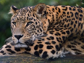 Пазл «Лежащий леопард»
