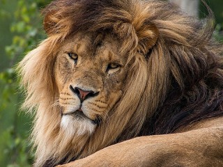 Пазл «Лежащий лев»
