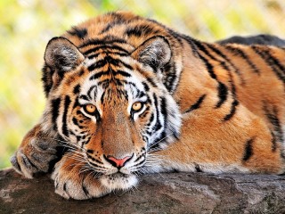 Пазл «Лежащий тигр»