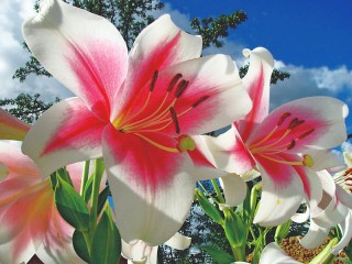 Slagalica «Lily»