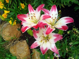 Jigsaw Puzzle «Lilies»
