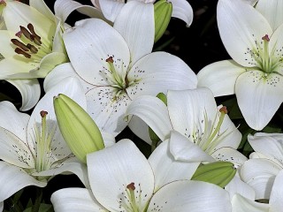 Jigsaw Puzzle «Lily»