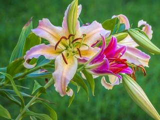 Zagadka «Lilies and buds»