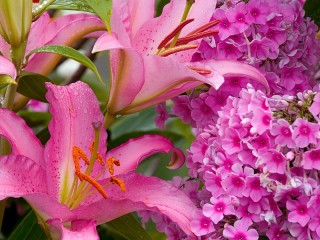 Jigsaw Puzzle «Lilies and Phlox»