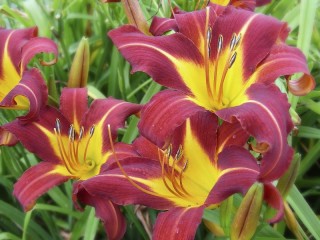 Jigsaw Puzzle «Lily»