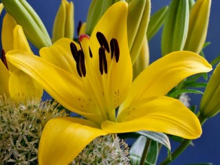 Jigsaw Puzzle «Lily and buds»