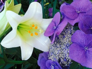 Slagalica «Lily and hydrangea»