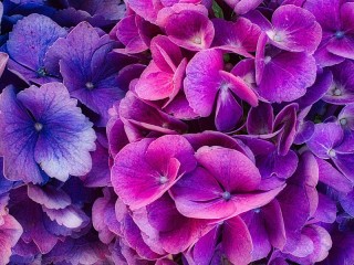 Пазл «Purple hydrangea»