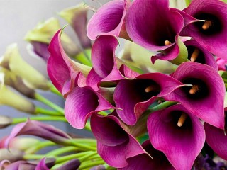 Jigsaw Puzzle «Purple Calla lilies»