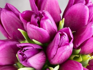 Jigsaw Puzzle «Purple tulips»