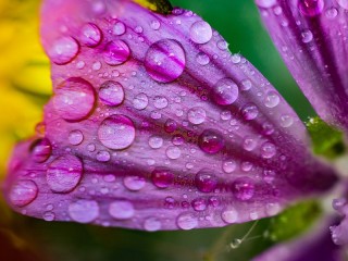 Quebra-cabeça «Water Drop»