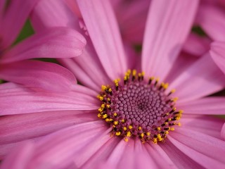 Quebra-cabeça «Purple flower»