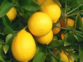 Puzzle «Lemons»