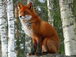 Rätsel «Fox»