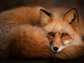 Quebra-cabeça «Fox»