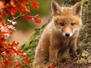 Quebra-cabeça «Fox cub»