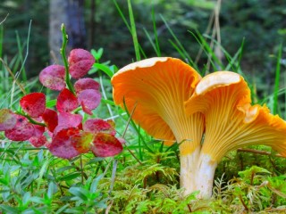 Jigsaw Puzzle «Chanterelles in the grass»