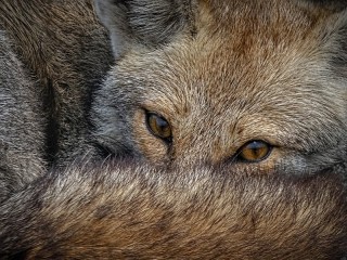 Пазл «fox look»