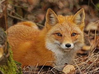 Zagadka «Fox»