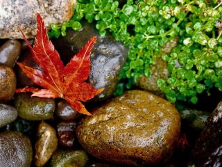 Puzzle «leaf on stones»