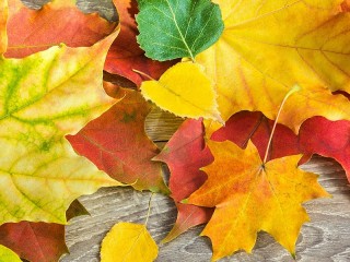 Jigsaw Puzzle «Leaves»