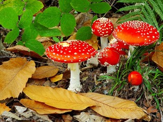 Jigsaw Puzzle «Leaves and toadstools»