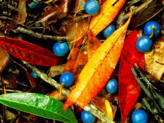Jigsaw Puzzle «Leaves and berries»
