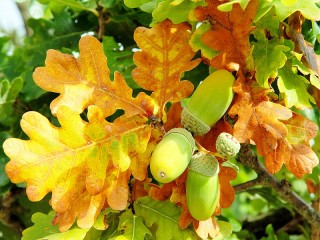 Rätsel «The leaves and acorns»